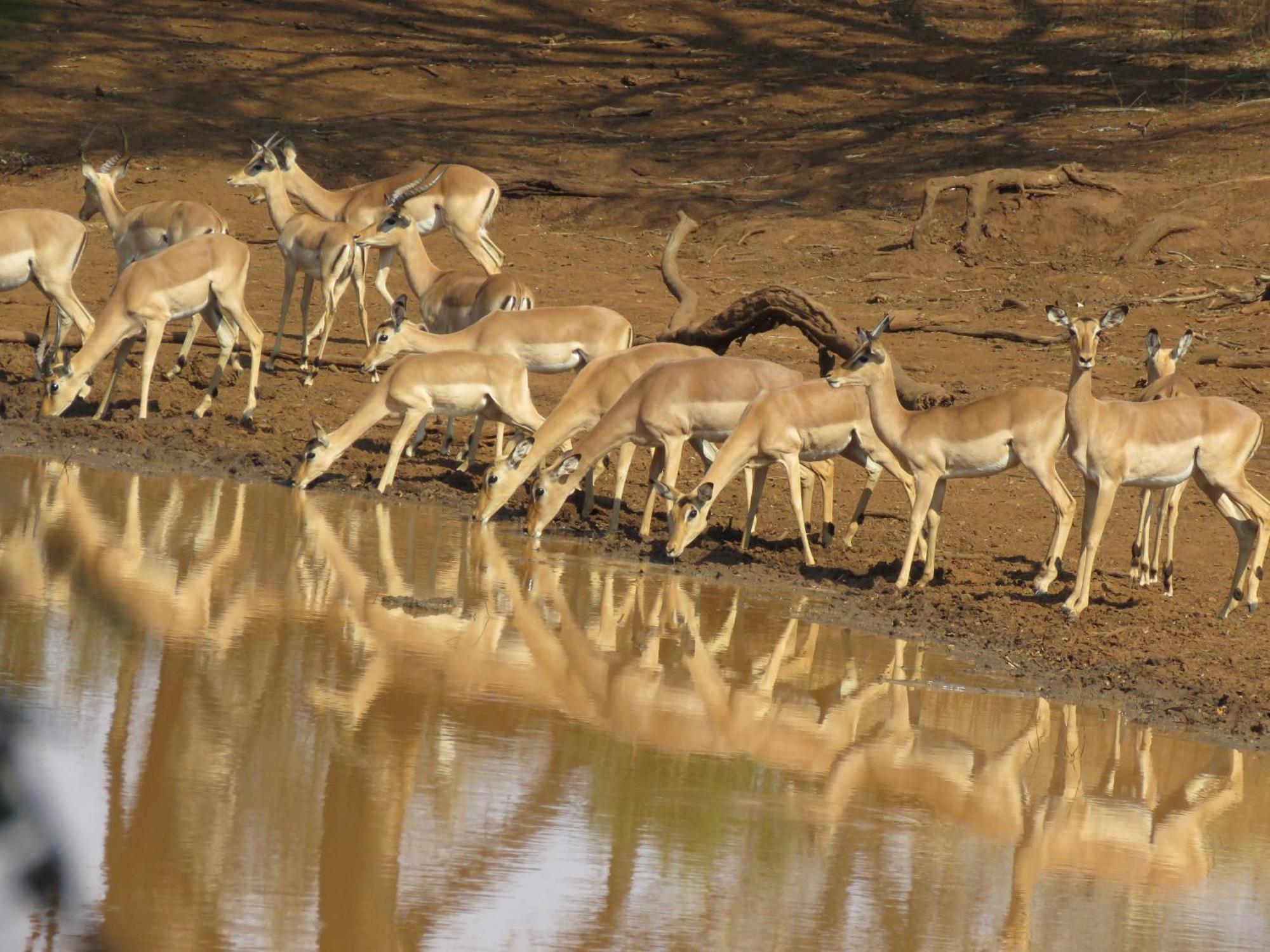 Sable Creek Safari Lodge ツァニーン エクステリア 写真