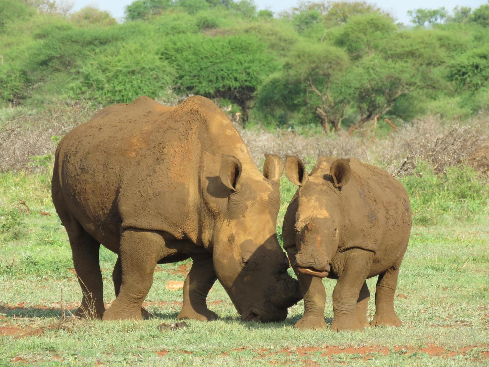 Sable Creek Safari Lodge ツァニーン エクステリア 写真